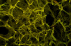 Houbovec fluorescenční mikroskop