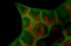 Játrovka kapraďovka fluorescenční mikroskop