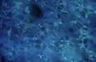 Juncus effusus aerenchym fluorescenční mikroskop