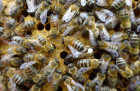 Obrázek k článku Včely a máslo 18. 5. 2023 – exkurze 1. B